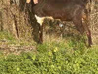 بز نر, Kamori goats — عکس 4