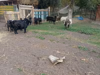 Ged, Alpine goat — foto 8