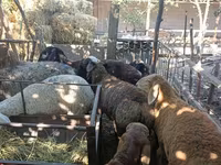 Får, Rhon sheep — foto 3