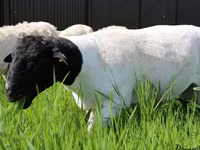 Domba jantan, Baerchuke sheep — foto 6
