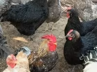 Chickens — sawirka 3