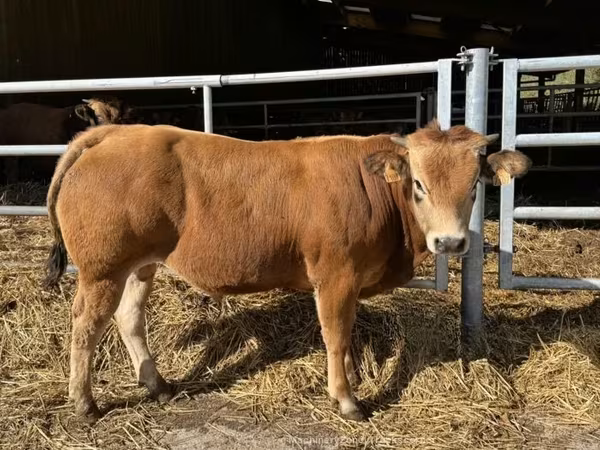 سانڈ, Partenaise cattle
