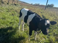 Ko, Russian Black pied cattle — foto 2