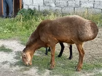 Ovan, Hissar sheep — fotografija 8