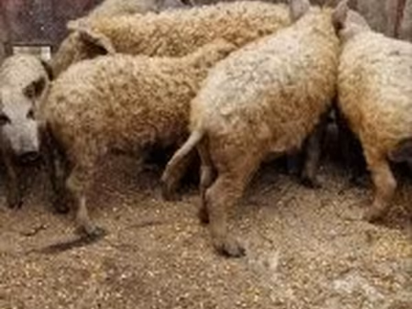 Vepar, Мангалица