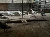 Turkeys — foto 4