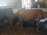 Bull, Simmental cattle — photo 1