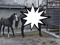 Cavalla, Orlov Trotter — foto 4