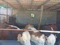 Bò đực, Simmental cattle — ảnh 1