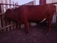 گاو ماده, Latvian Blue cattle — عکس 2