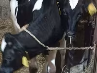 Toro, Raza Holstein — foto 1