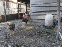 Chickens — foto 6