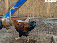 وایندوت — عکس 4