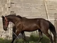 مادیان, اسب — عکس 2