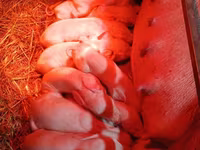 Porci (lot, sex nespecificat), Ландрас — foto 7