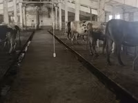 Mucca, Razza Holstein — foto 7