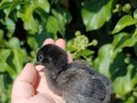 Ayam Cemani — ảnh 2