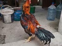 Chickens — լուսանկար 5