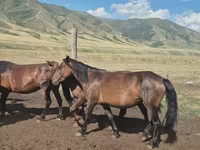 مادیان, اسب — عکس 6