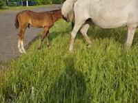 Kuda betina, Horses — foto 3