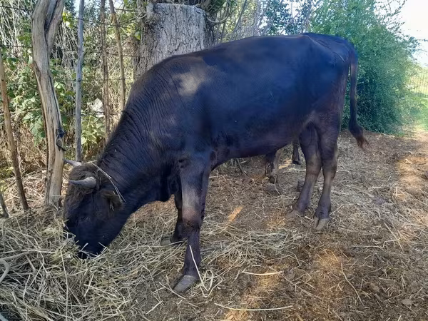 Bull, Cattle — Kyrgyzstan