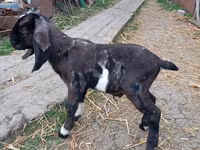 بز نر, Kamori goats — عکس 5
