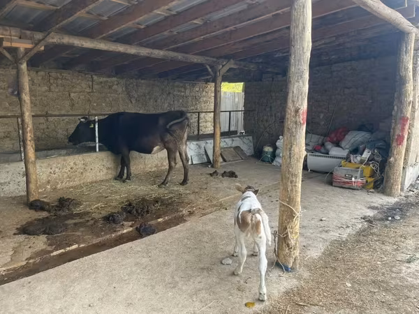 วัวตัวเมีย, Swiss cattle