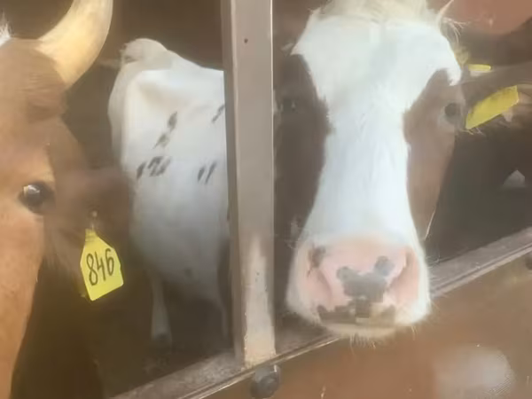 วัวตัวเมีย, Swiss cattle