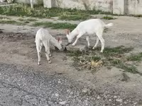 بز نر, بز — عکس 8