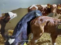 Bovine (lot, sex nespecificat), Simmental cattle — foto 3