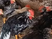 Chickens — รูปภาพ 2