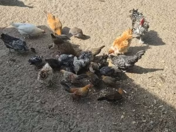 丹麦母鸡