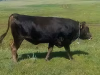 Toro, Bovini — foto 5