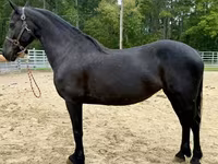 Klisna, Friesian — foto 1