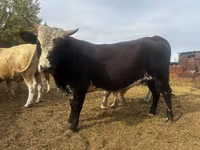 Bik, Simmental cattle — fotografija 5
