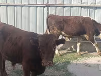 Toro, Bovini — foto 5
