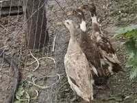 Индийски бегач — снимка 7