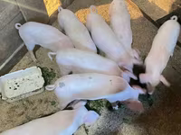 خوک (گروه، جنسیت مشخص نشده), Крупная белая — عکس 5
