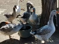 Geese — تصویر 3