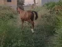 公马, Horses — 照片 5