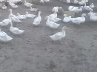 Ducks — รูปภาพ 1