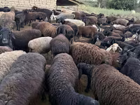 Montone, Pecore — foto 2
