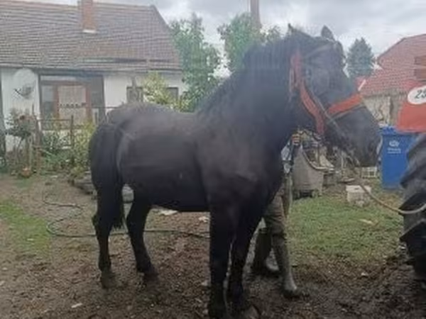 Mare, Horses — Hungary