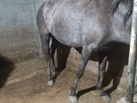 Էգ ձի, Budyonny horse — լուսանկար 2
