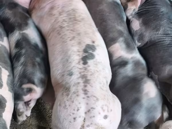 Vier, Porci