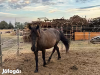 Kůň, Hucul pony — foto 1