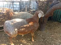 แกะตัวผู้, Hissar sheep — รูปภาพ 6