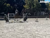 Ngựa đực, Oldenburg horse — ảnh 3