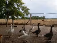 Geese — zdjęcie 1