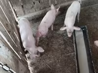 Doofaarro (xirmo, jins lama sheegin), Крупная белая — sawirka 3